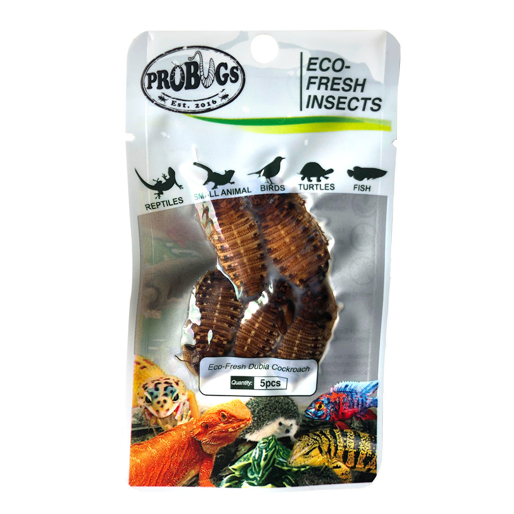 ProBugs Dubia Cockroach