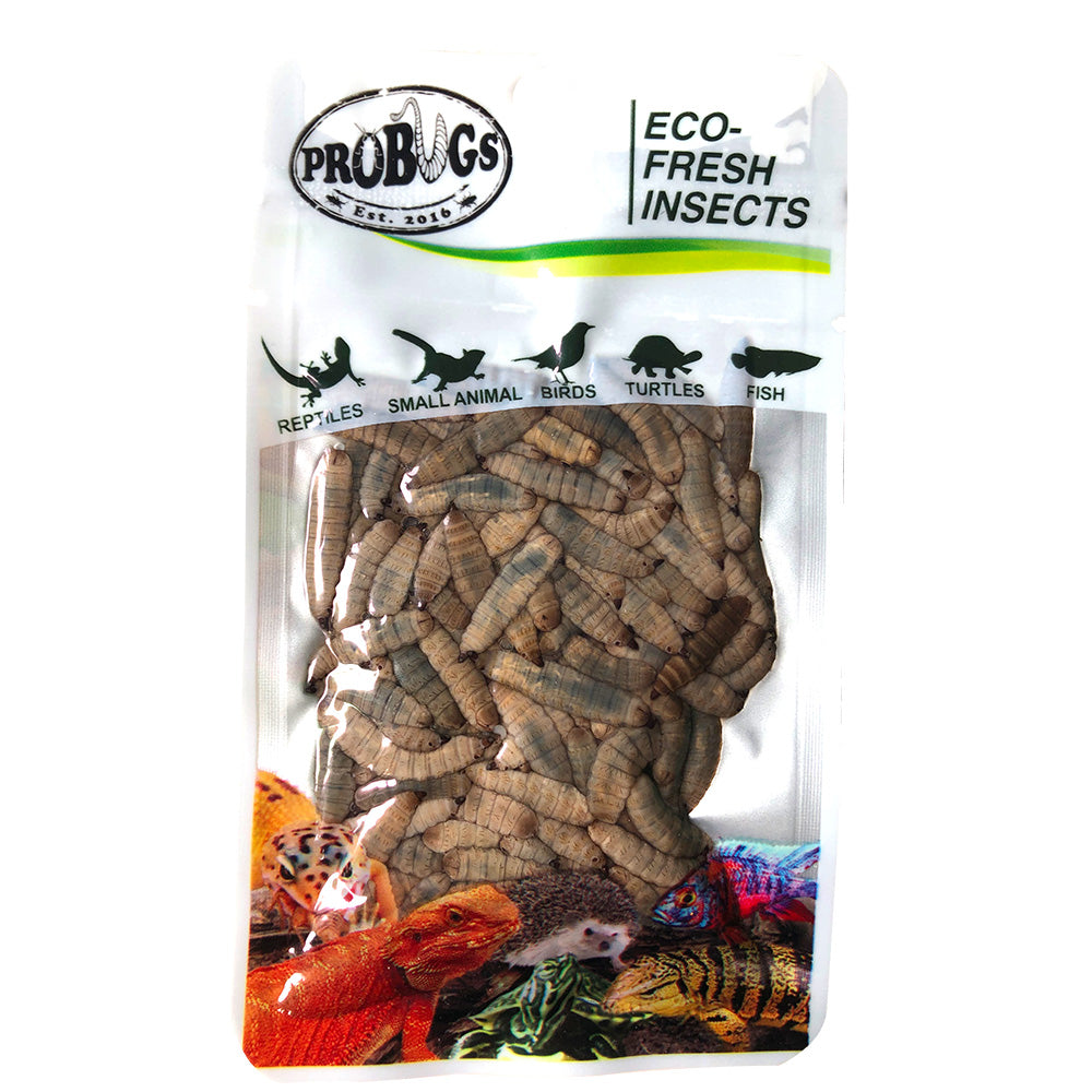 ProBugs Black Solider Fly Larvae